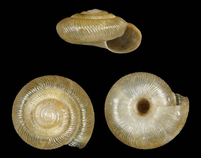Представитель Семейства Pleurodiscidae